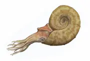 East Pacific ammonite (Gaudryceras pacifica)