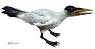 Ichthyornis is a Ancient Sea Bird Found in North America and The Island. Ichthyornis, Brown Skuas and Swallow-Tailed Gulls replace Sea Gulls on the island taking there place and doing what gulls would normally do.