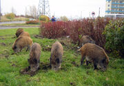 Urban-wild-boars