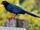 American blue magpie (SciiFii)