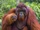 Indian orangutan (SciiFii)