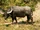African Water Buffalo
