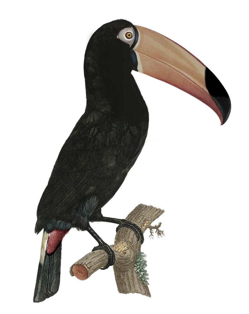 American rook (SciiFii), Fanon Wiki