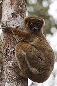 Eastern woolly lemur