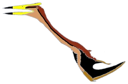 Eurazhdarcho langendorfensis