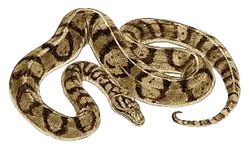 Nidophis insularis