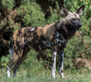 Chadian wild dog, one of the introduced species of Ezo Island, common in the grasslands of the island.