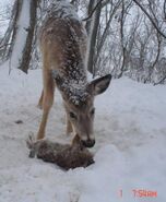 The Rabbit Eating Deer is a Rare Species of Carnivorous Deer That Specializes in hunting Rabbit's, Hares, and Jackrabbits. They're Teeth Resemble Normal Deer Teeth But is fact a trait to fool prey to think they are harmless.