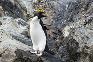 Macaroni Penguin, one of the species of penguins that originally lived elsewhere, but these penguins are descended from the ones that escaped from former zoos and safari parks