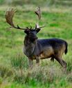 Fallow deer, one of the introduced species of Ibis Island, common in the forests and grasslands of the island.