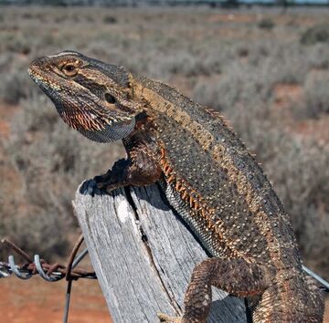 Eastern bearded dragon - Wikipedia