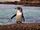 Florida penguin (SciiFii)