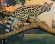 North American genet