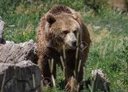 Eastern Grizzly Bears are a Rare Bear to find on the island.