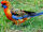 American rosella (SciiFii)