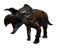 Avaceratops