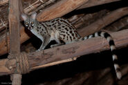 An Urban Genet, a subspecies of a common genet that adapted to cities, towns, urban areas, suburbs, and other human settlements (as well as in the wild), are one of the most common city animals of the island, along with Dylanuses, Fallow Deer, Sika Deer, Rodents, Rabbits, Domestic Cats, Domestic Dogs, Tapirs, and others