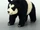 Domestic Panda