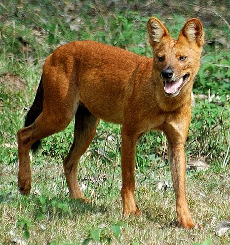 Dhole - Wikipedia