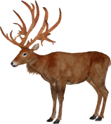 Schomburgk's deer