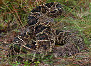 The Eastern Diamondback Rattlesnake is the biggest Rattlesnake Species. When conditions are harsh they hide with their smaller Cousins The Western Diamondbacks.