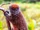 American bamboo lemur (SciiFii)