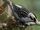Ashy-grey tanager (SciiFii)