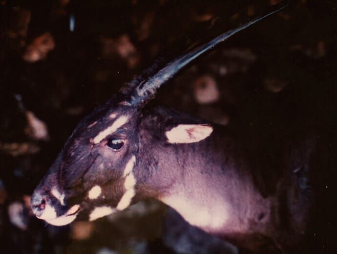 American chamois (SciiFii), Fanon Wiki