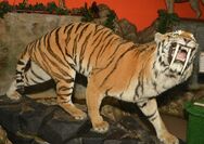 The Sabretooth Tiger is a Subspecie Of Javan Tiger that grew 5 ft. Longer and Has Sabreteeth. This Tiger is very rare.