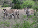 Zebra herd