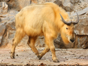 Golden takin, one of the introduced species of Sylvan Island, common in the forests and grasslands of the island.