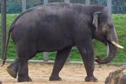 A bull male American elephant wandering in the Great Plains.