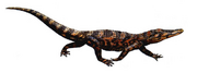 Pristichampsus (SciiFii).png