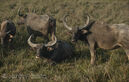 Wild Asian Water Buffalo herd