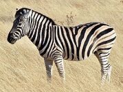 Plains Zebra