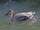 American Swan-Goose