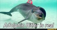 Hitler Dolphins are a Specie of Dolphin that Resembles the infamous Nazi Leader Hitler There is a Subspecies that was thought to be extinct but isnt.