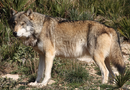 Eurasian wolf, one of the introduced species of Nova Island, common in the forests, grasslands and mountains of the island.