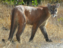 Florida panther