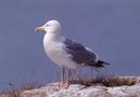 Herring gull