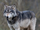 African gray wolf (SciiFii)