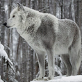 Alaskan Tundra wolf (Canis lupus tundrarum)