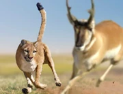 The American cheetah hunting a lone pronghorn.