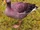 American greylag goose (SciiFii)