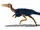 Pelicanomimus