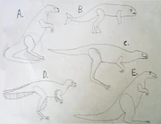 Possible restorations of a kangaroo based on some studies. A, a kangaroo as a upright walker and a swamp-dwelling scavenger. B, a kangaroo as a marine shellfish-eater with strong back webbed legs and front flippers. C, a kangaroo as a fully-terrestrial carnivore that is either a solitary or social predator. D, a kangaroo as a primitive feathery bird with teeth, clawed fingers, and a long bony tail. E, a kangaroo as a hopping upright predator based on newest studies.