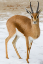 Dorcas gazelle, one of the introduced species of Sylvan Island, common in the grasslands of the island.