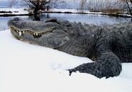 The Beaver Run Snow Gator lives in the lakes of the snowy mountains, This gator isn't a problem unlike the American Alligator, it hunts Wooly Mammoths, Elk and Moose.