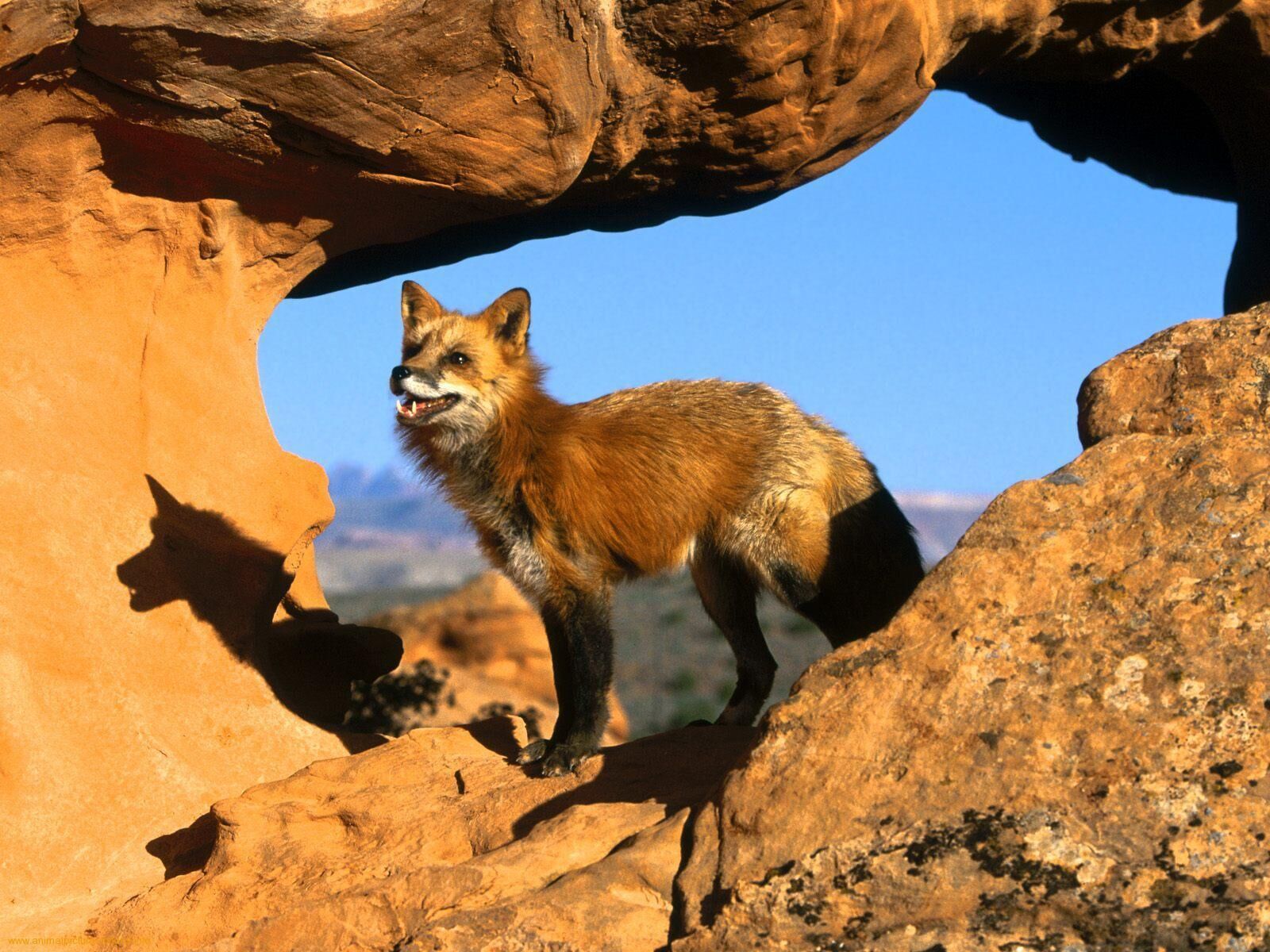 Mexican red fox Fanon Wiki | Fandom