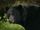 African Black Bear